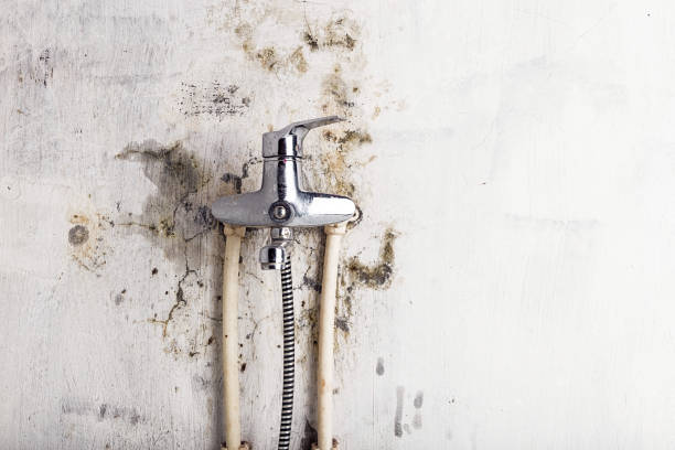 Best Affordable Mold Removal  in Emmitsburg, MD