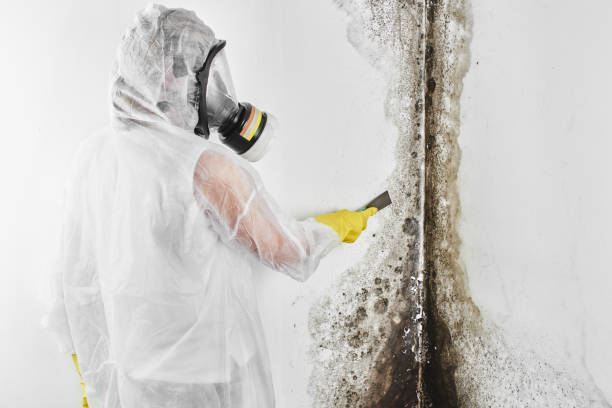 Best Mold Remediation Experts  in Emmitsburg, MD