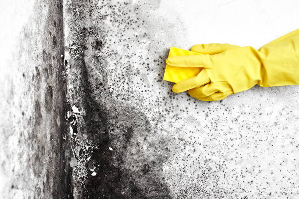 Best Certified Mold Removal  in Emmitsburg, MD