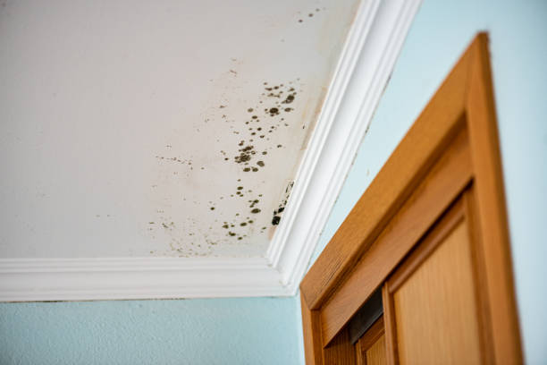 Trusted Emmitsburg, MD Mold Removal Experts