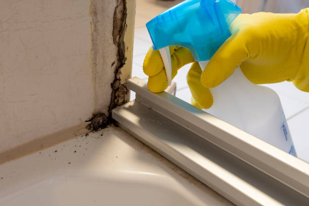 Best Attic Mold Removal  in Emmitsburg, MD