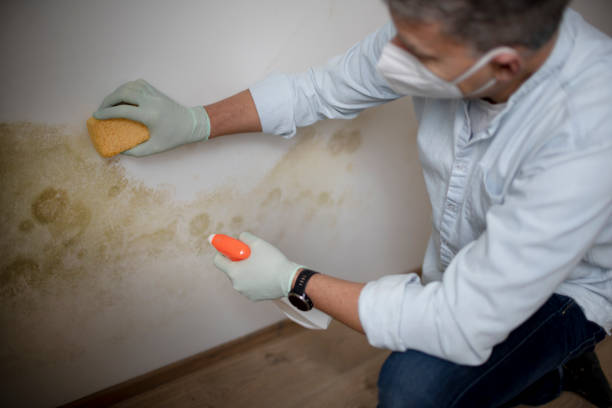 Best Residential Mold Removal  in Emmitsburg, MD