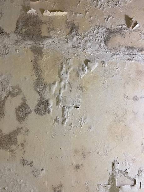 Best Mold Remediation  in Emmitsburg, MD