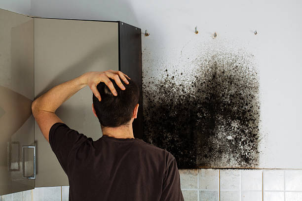 Best Professional Mold Removal  in Emmitsburg, MD