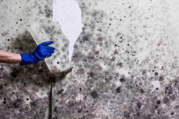 Attic Mold Removal in Emmitsburg, MD