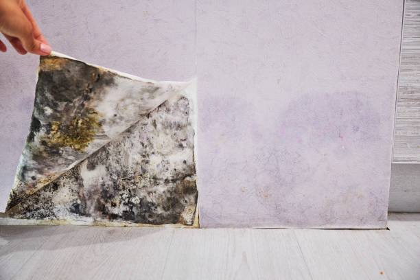Best Mold Damage Repair  in Emmitsburg, MD
